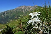 18 Stelle alpine (Leontopodium alpinum) per il Menna